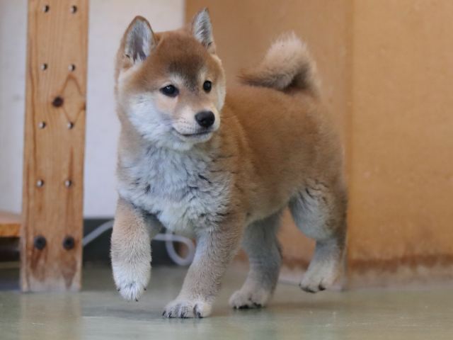 AI5I1284-puppy AI5I1284-puppy