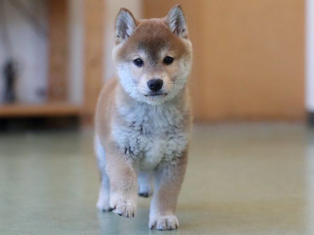 AI5I1302-puppy AI5I1302-puppy