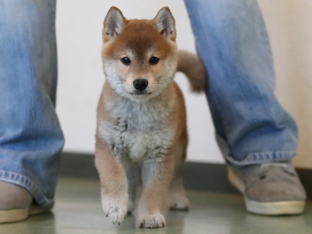 AI5I1322-puppy AI5I1322-puppy