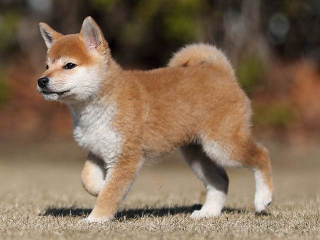 AI5I3701-puppy AI5I3701-puppy