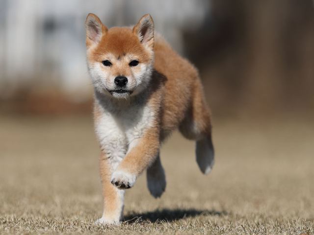 AI5I3713-puppy AI5I3713-puppy
