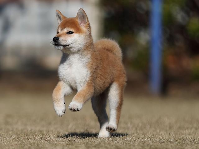 AI5I3788-puppy AI5I3788-puppy