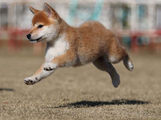 AI5I3794-puppy AI5I3794-puppy