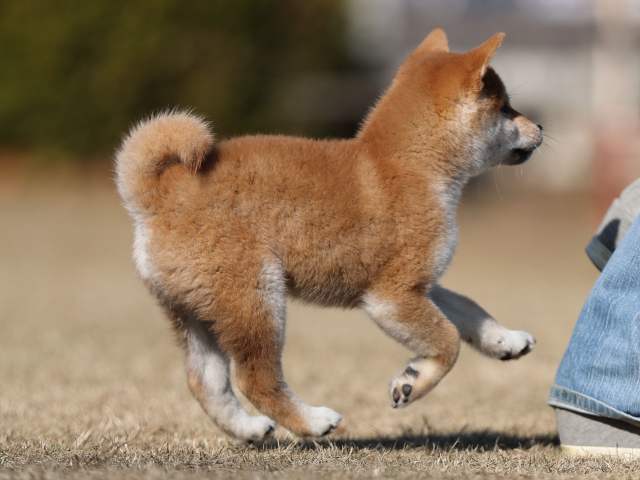 AI5I3807-puppy AI5I3807-puppy