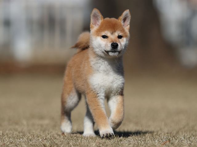 AI5I3820-puppy AI5I3820-puppy