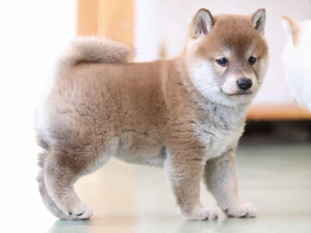 fp5a0004-puppy fp5a0004-puppy