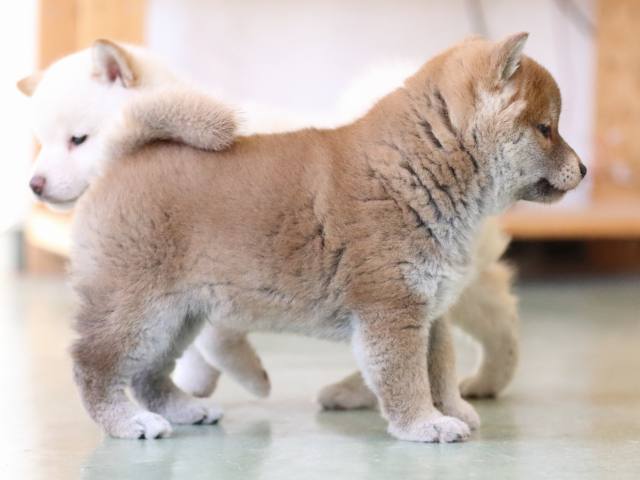 fp5a0014-puppy fp5a0014-puppy