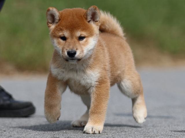 fp5a0025-puppy fp5a0025-puppy