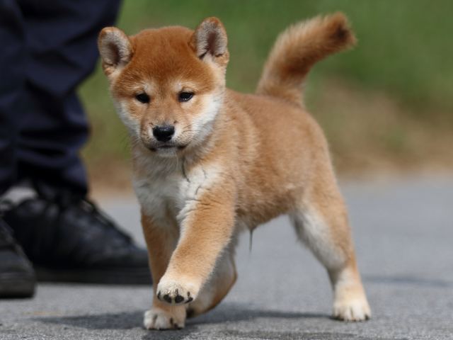 fp5a0028-puppy fp5a0028-puppy