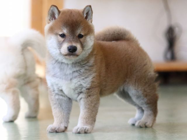 fp5a0036-puppy fp5a0036-puppy