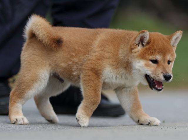 fp5a0076-puppy fp5a0076-puppy
