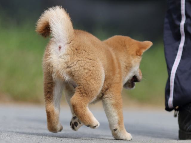 fp5a0096-puppy fp5a0096-puppy