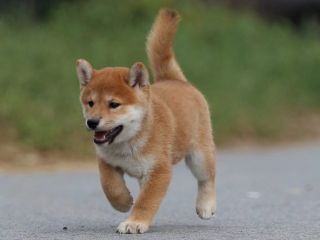 fp5a0099-puppy fp5a0099-puppy