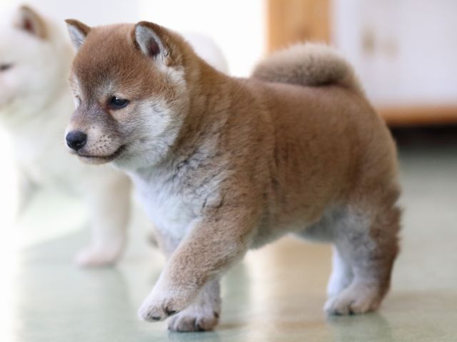 fp5a0111-puppy fp5a0111-puppy