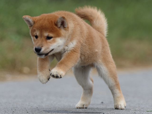 fp5a0118-puppy fp5a0118-puppy