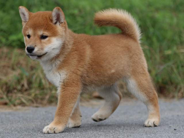fp5a0126-puppy fp5a0126-puppy