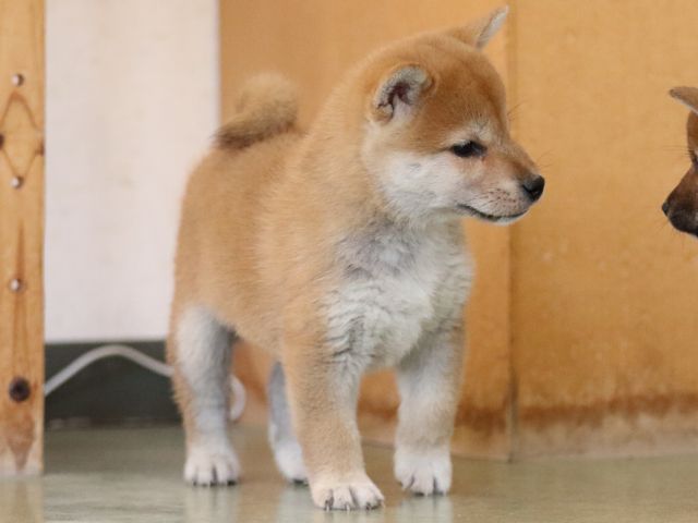 fp5a0208-puppy fp5a0208-puppy