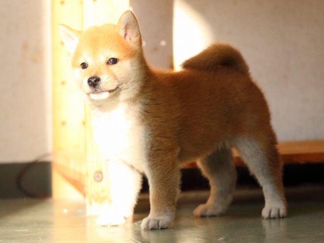 fp5a0223-puppy fp5a0223-puppy