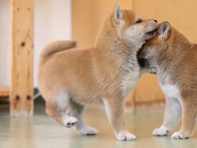 fp5a0231-puppy fp5a0231-puppy