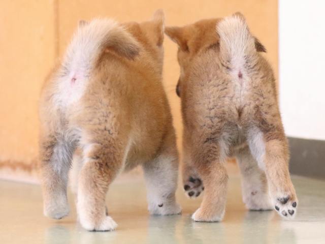 fp5a0233-puppy fp5a0233-puppy