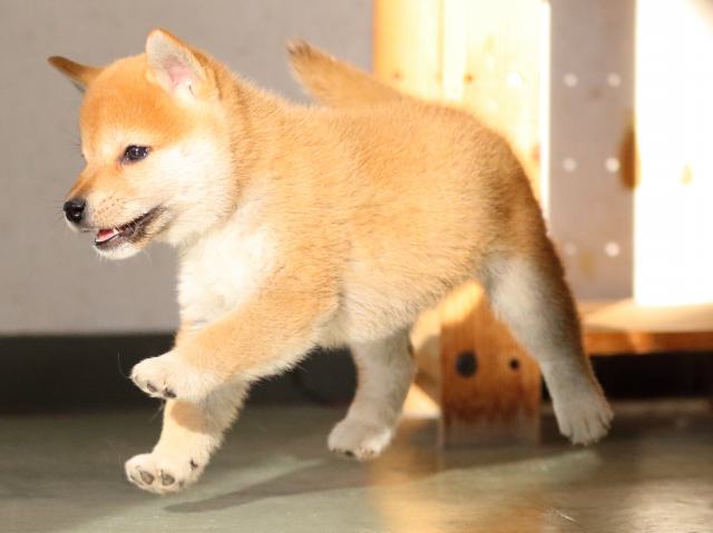 fp5a0263-puppy fp5a0263-puppy