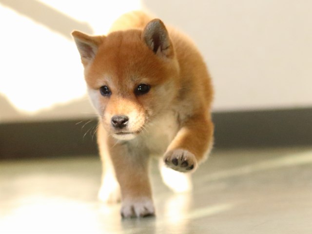 fp5a0275-puppy fp5a0275-puppy