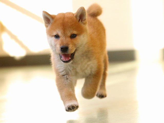 fp5a0280-puppy fp5a0280-puppy