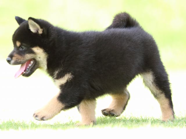 fp5a0454-puppy fp5a0454-puppy