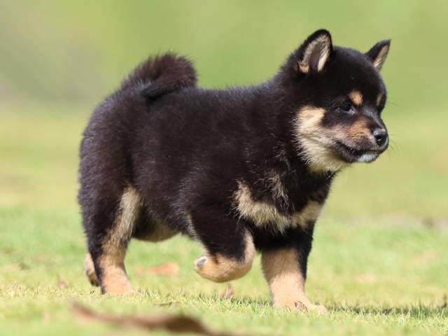 fp5a0504-puppy fp5a0504-puppy