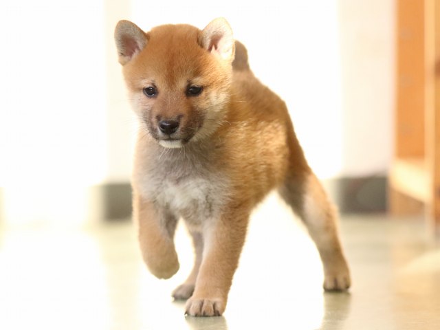 fp5a0511-puppy fp5a0511-puppy