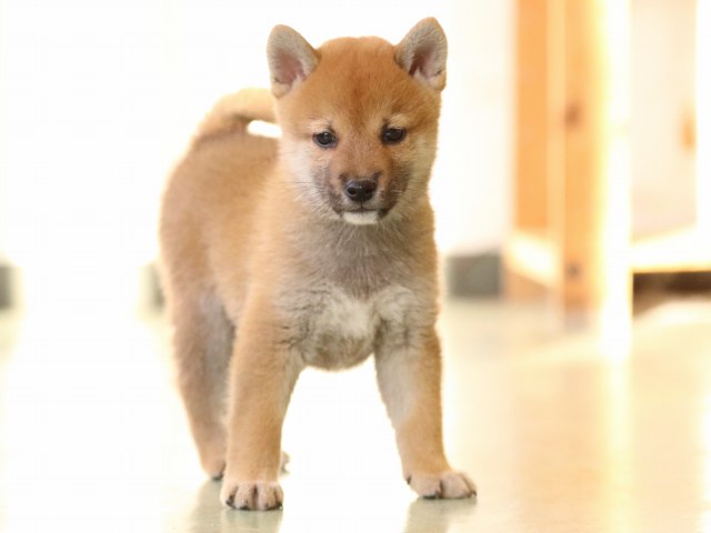 fp5a0535-puppy fp5a0535-puppy