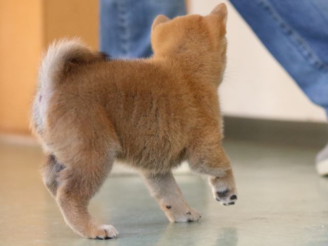 fp5a0568-puppy fp5a0568-puppy