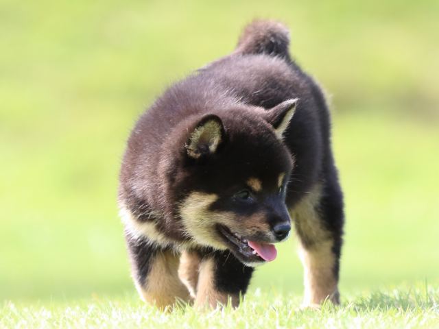 fp5a0576-puppy fp5a0576-puppy