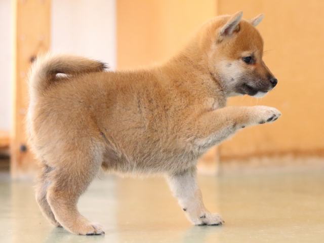 fp5a0586-puppy fp5a0586-puppy