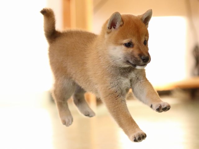 fp5a0594-puppy fp5a0594-puppy