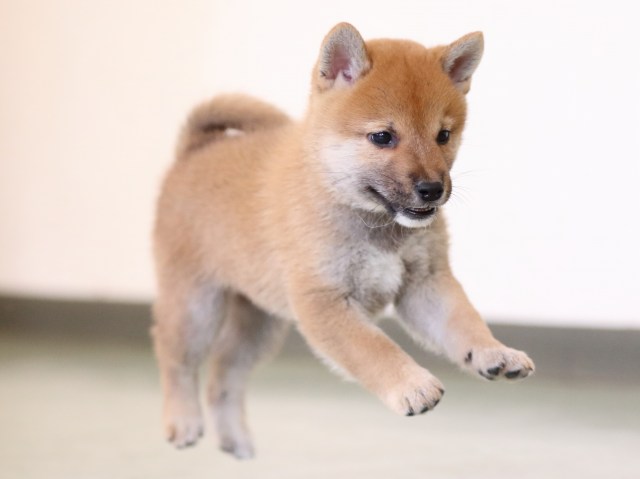 fp5a0606-puppy fp5a0606-puppy