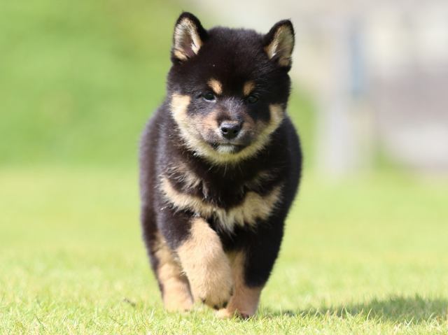 fp5a0607-puppy fp5a0607-puppy