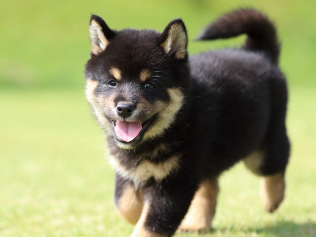 fp5a0616-puppy fp5a0616-puppy