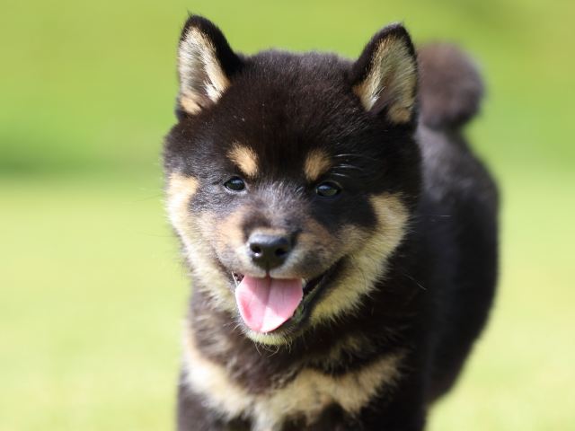 fp5a0619-puppy fp5a0619-puppy