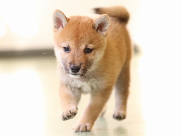 fp5a0620-puppy fp5a0620-puppy