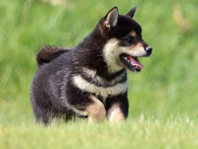 fp5a0625-puppy fp5a0625-puppy