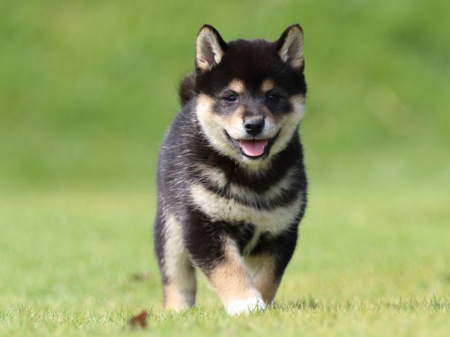 fp5a0655-puppy fp5a0655-puppy