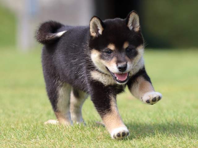 fp5a0661-puppy fp5a0661-puppy