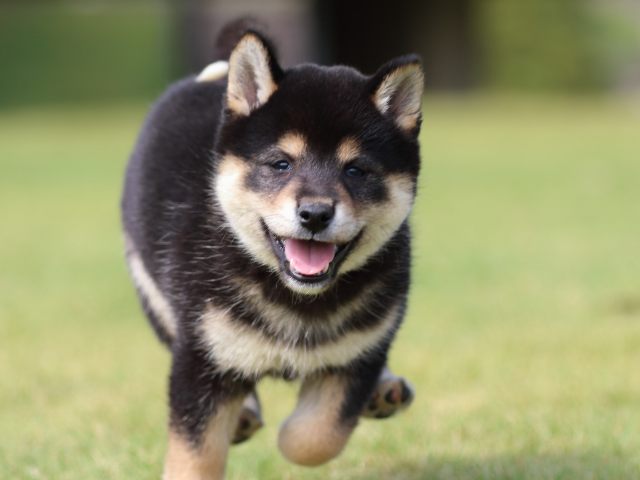 fp5a0665-puppy fp5a0665-puppy