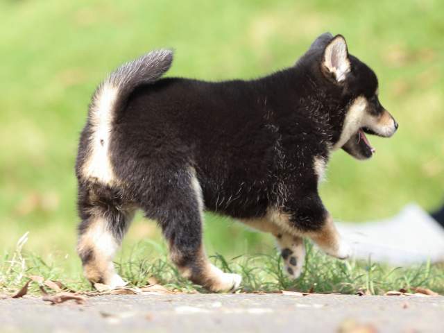 fp5a0683-puppy fp5a0683-puppy