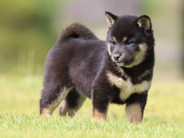 fp5a0731-puppy fp5a0731-puppy