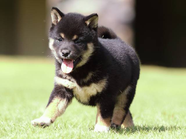 fp5a0794-puppy fp5a0794-puppy