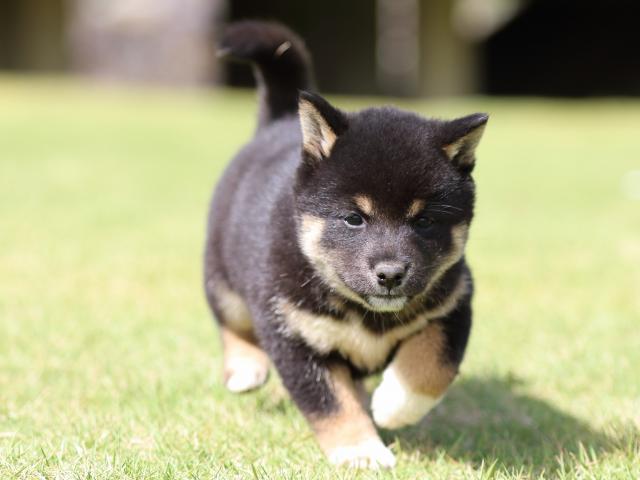 fp5a0804-puppy fp5a0804-puppy