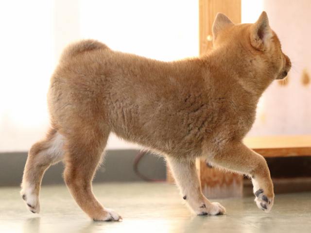 fp5a0827-puppy fp5a0827-puppy