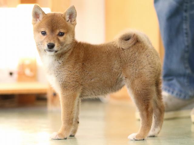 fp5a0866-puppy fp5a0866-puppy